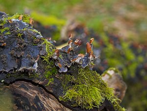 Peltigera hymenina (Peltigeraceae)  Nord [France] 26/11/2006 - 30m