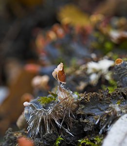 Peltigera hymenina (Peltigeraceae)  Nord [France] 26/11/2006 - 30m