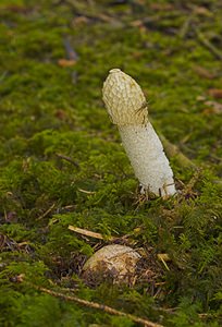 Phallus impudicus (Phallaceae)  - Satyre puant, Phallus impudique, Morille du diable - Stinkhorn Somme [France] 11/11/2006 - 170mnoter au premier plan un second carpophore non ?clos