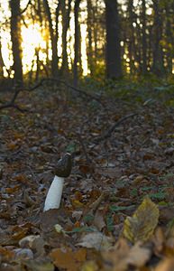 Phallus impudicus (Phallaceae)  - Satyre puant, Phallus impudique, Morille du diable - Stinkhorn Nord [France] 26/11/2006 - 30m