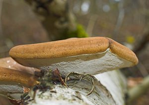 Piptoporus betulinus (Fomitopsidaceae)  - Polypore du bouleau - Birch Polypore Nord [France] 26/11/2006 - 30m