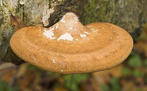 Piptoporus betulinus (Fomitopsidaceae)  - Polypore du bouleau - Birch Polypore Nord [France] 26/11/2006 - 30m