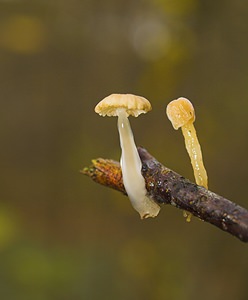 Roridomyces roridus (Mycenaceae)  - Dripping Bonnet Nord [France] 26/11/2006 - 30m