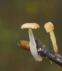 Roridomyces roridus (Mycenaceae)  - Dripping Bonnet Nord [France] 26/11/2006 - 30m