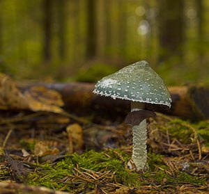 Stropharia aeruginosa (Strophariaceae)  - Strophaire vert-de-gris - Verdigris Agaric Somme [France] 11/11/2006 - 170m