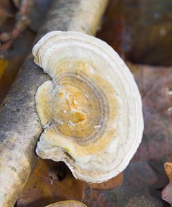 Trametes hirsuta (Polyporaceae)  - Tramète hirsute - Hairy Bracket Nord [France] 26/11/2006 - 30m