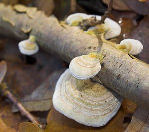 Trametes hirsuta (Polyporaceae)  - Tramète hirsute - Hairy Bracket Nord [France] 26/11/2006 - 30m