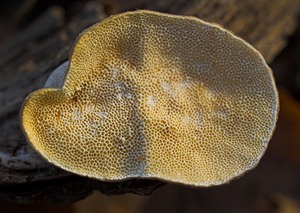 Trametes hirsuta (Polyporaceae)  - Tramète hirsute - Hairy Bracket Nord [France] 26/11/2006 - 30m