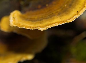 Trametes versicolor (Polyporaceae)  - Tramète versicolore, Tramète à couleur changeante - Turkeytail Somme [France] 11/11/2006 - 170m