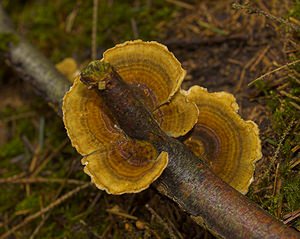 Trametes versicolor (Polyporaceae)  - Tramète versicolore, Tramète à couleur changeante - Turkeytail Somme [France] 11/11/2006 - 170m