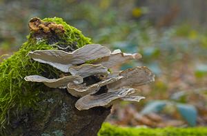 Trametes versicolor (Polyporaceae)  - Tramète versicolore, Tramète à couleur changeante - Turkeytail Nord [France] 26/11/2006 - 30m