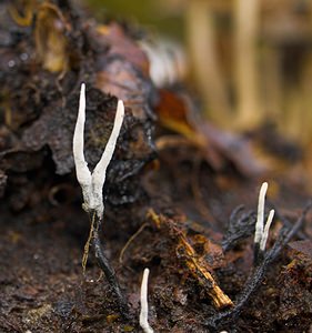 Xylaria hypoxylon (Xylariaceae)  - Xylaire du bois - Candlesnuff Fungus Philippeville [Belgique] 02/11/2006 - 280m