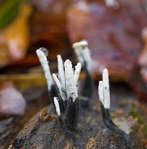 Xylaria hypoxylon (Xylariaceae)  - Xylaire du bois - Candlesnuff Fungus Philippeville [Belgique] 02/11/2006 - 280m