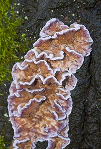 Chondrostereum purpureum (Meruliaceae)  - Stérée pourpre - Silverleaf Fungus Somme [France] 09/12/2006 - 60m