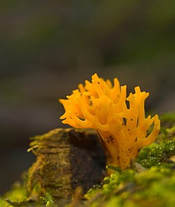 Clavulinopsis corniculata (Clavariaceae)  - Clavaire cornue - Meadow Coral Marne [France] 23/12/2006 - 300m9 cm de haut, dans la mousse dans un bois d'epic?as clairsem?s