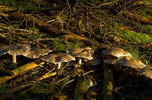 Clitocybe nebularis (Tricholomataceae)  - Clitocybe nébuleux - Clouded Funnel Somme [France] 09/12/2006 - 170m