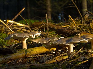 Clitocybe nebularis (Tricholomataceae)  - Clitocybe nébuleux - Clouded Funnel Somme [France] 09/12/2006 - 170m