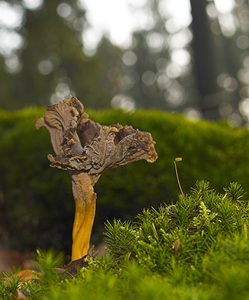 Craterellus tubaeformis (Cantharellaceae)  - Chanterelle en tube Marne [France] 23/12/2006 - 300m