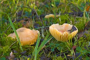 Cuphophyllus pratensis (Hygrophoraceae)  - Hygrophore des prés - Meadow Waxcap Somme [France] 09/12/2006 - 60m