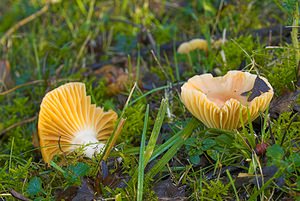 Cuphophyllus pratensis (Hygrophoraceae)  - Hygrophore des prés - Meadow Waxcap Somme [France] 09/12/2006 - 60m