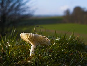 Cuphophyllus pratensis (Hygrophoraceae)  - Hygrophore des prés - Meadow Waxcap Somme [France] 09/12/2006 - 60m