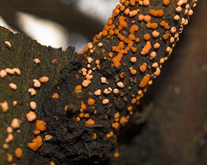 Nectria cinnabarina (Nectriaceae)  - Coral Spot Nord [France] 17/12/2006 - 50mChampignon parasite qui s'attaques aux arbres affaiblis