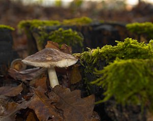 Pluteus cervinus (Pluteaceae)  - Plutée couleur de cerf - Deer Shield Nord [France] 17/12/2006 - 50m