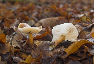 Rhodocollybia butyracea (Marasmiaceae)  - Collybie beurrée Nord [France] 17/12/2006 - 50m