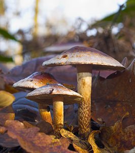 Hypholoma lateritium (Strophariaceae)  - Hypholome à couleur de briques - Brick Tuft Nord [France] 01/01/2007 - 50m