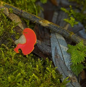 Sarcoscypha coccinea (Sarcoscyphaceae)  - Pézize écarlate - Scarlet Elfcup Nord [France] 27/01/2007 - 30m