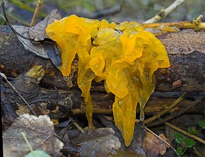 Tremella mesenterica (Tremellaceae)  - Trémelle mésentérique - Yellow Brain Nord [France] 01/01/2007 - 50m