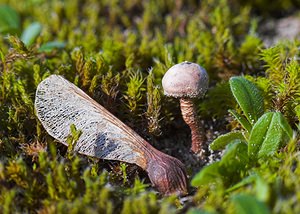 Tulostoma melanocyclum (Tulostomataceae)  - Scaly Stalkball Nord [France] 27/01/2007 - 10m