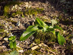 Himantoglossum hircinum (Orchidaceae)  - Himantoglosse bouc, Orchis bouc, Himantoglosse à odeur de bouc - Lizard Orchid Oise [France] 03/02/2007 - 110m