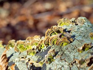 Trametes versicolor (Polyporaceae)  - Tramète versicolore, Tramète à couleur changeante - Turkeytail Somme [France] 03/02/2007 - 80m