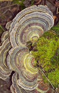 Trametes versicolor (Polyporaceae)  - Tramète versicolore, Tramète à couleur changeante - Turkeytail Pas-de-Calais [France] 18/02/2007 - 150m