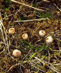 Tulostoma brumale (Tulostomataceae)  - Winter Stalkball Somme [France] 03/02/2007 - 80mPeu commun mais passe facilement inaper?u. Souvent dans les endroits secs (pelouses calcaires) ou sablonneux (dunes grises).