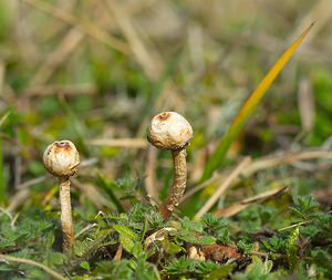 Tulostoma brumale (Tulostomataceae)  - Winter Stalkball Somme [France] 03/02/2007 - 80mPeu commun mais passe facilement inaper?u. Souvent dans les endroits secs (pelouses calcaires) ou sablonneux (dunes grises).