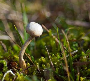 Tulostoma brumale (Tulostomataceae)  - Winter Stalkball Somme [France] 03/02/2007 - 80m