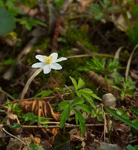 Anemone nemorosa (Ranunculaceae)  - Anémone des bois, Anémone sylvie - Wood Anemone Pas-de-Calais [France] 31/03/2007 - 80m