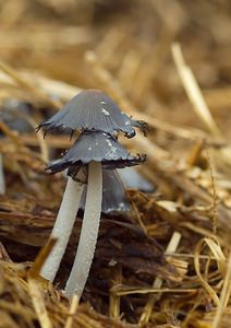 Coprinopsis cinerea (Psathyrellaceae)  - Coprin cendré Pas-de-Calais [France] 18/03/2007 - 70m