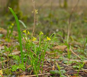 Gagea lutea (Liliaceae)  - Gagée jaune, Gagée des bois, Étoile jaune, Ornithogale jaune - Yellow Star-of-Bethlehem  [France] 24/03/2007 - 220m