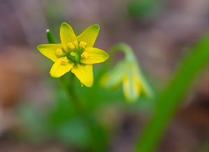 Gagea lutea (Liliaceae)  - Gagée jaune, Gagée des bois, Étoile jaune, Ornithogale jaune - Yellow Star-of-Bethlehem  [France] 24/03/2007 - 220m