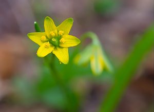 Gagea lutea Gagée jaune, Gagée des bois, Étoile jaune, Ornithogale jaune Yellow Star-of-Bethlehem