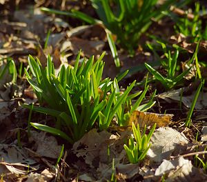 Hyacinthoides non-scripta (Asparagaceae)  - Jacinthe des bois - Bluebell Nord [France] 02/03/2007 - 50m