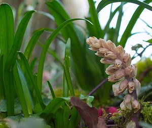 Lathraea squamaria (Orobanchaceae)  - Lathrée écailleuse, Clandestine écailleuse - Toothwort  [France] 10/03/2007 - 180m