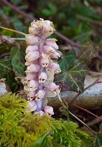 Lathraea squamaria (Orobanchaceae)  - Lathrée écailleuse, Clandestine écailleuse - Toothwort  [France] 10/03/2007 - 180m