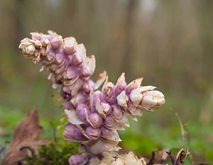 Lathraea squamaria (Orobanchaceae)  - Lathrée écailleuse, Clandestine écailleuse - Toothwort  [France] 24/03/2007 - 170m