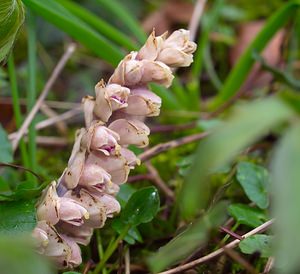 Lathraea squamaria (Orobanchaceae)  - Lathrée écailleuse, Clandestine écailleuse - Toothwort  [France] 24/03/2007 - 170m