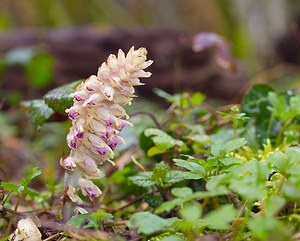 Lathraea squamaria (Orobanchaceae)  - Lathrée écailleuse, Clandestine écailleuse - Toothwort  [France] 24/03/2007 - 220m