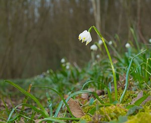 Leucojum vernum (Amaryllidaceae)  - Nivéole de printemps, Nivéole printanière - Spring Snowflake  [France] 10/03/2007 - 180m